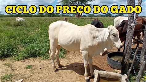 preço do gado - placar do jogo do brasil hoje